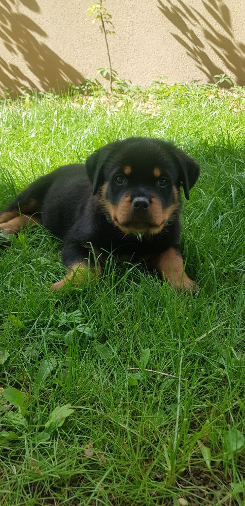 Warriors Of Lusitania - Chiot disponible  - Rottweiler